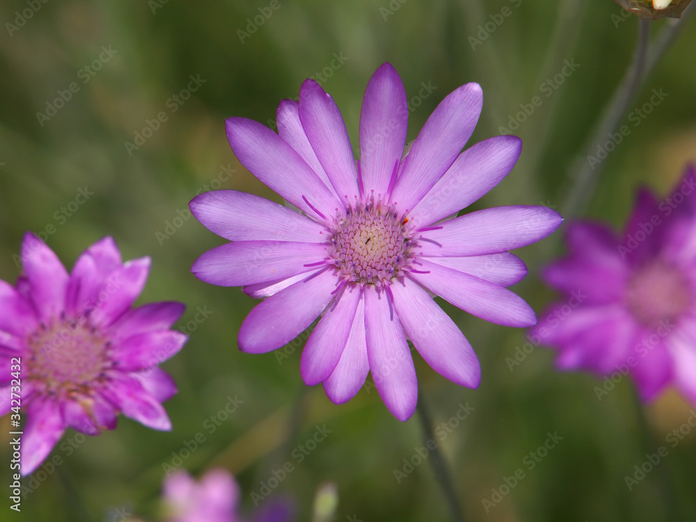 Pink flower of annual everlasting or immortelle Pink flower of annual everlasting or immortelle
