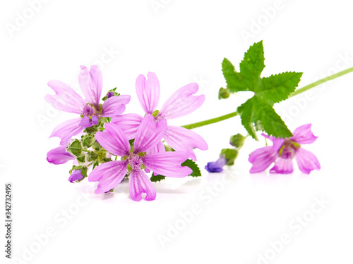Common Mallow plant with pink flowers and leaves, Malva sylvestris photo