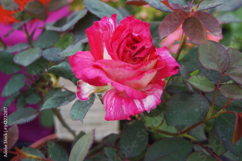 Pink rose flower in a garden