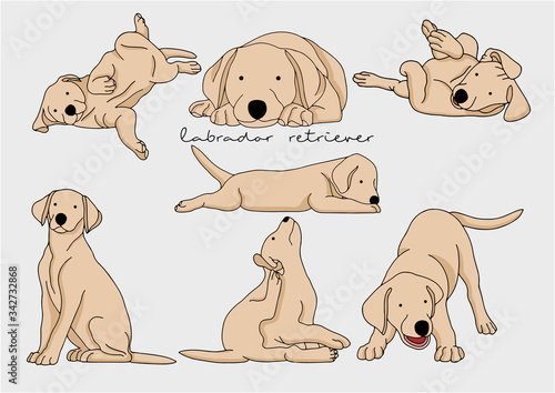 Vector Illustration of Dog, Labrador Retriever 