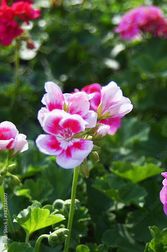 Fototapeta premium Pink geranium flowers in a garden