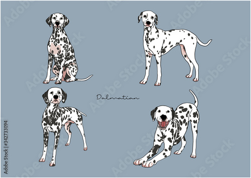 Vector Illustration of Dog, Dalmatian
