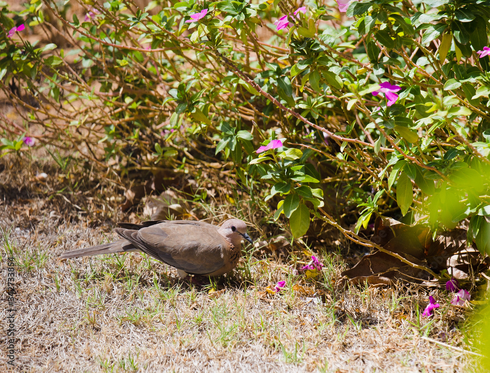 Wild dove on the ground, brown bird.