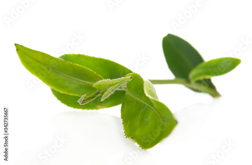 green tea leaf healthy fresh vegetable from nature isolated on a white background.