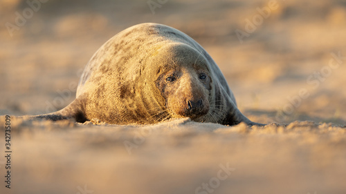 Adult Grey seal lying on a beach in Norfolk UK © L Galbraith