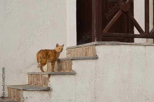 Red cat on stairs © marcobortignon