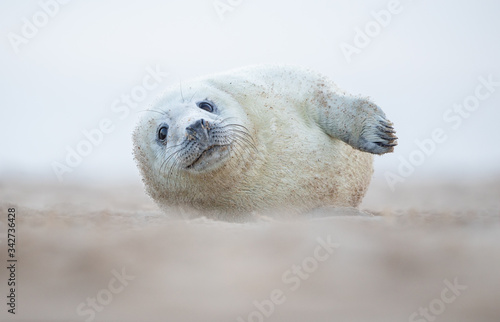 Grey seal pup lying on a beach in Norfolk UK. Looking directly at the camera. 
