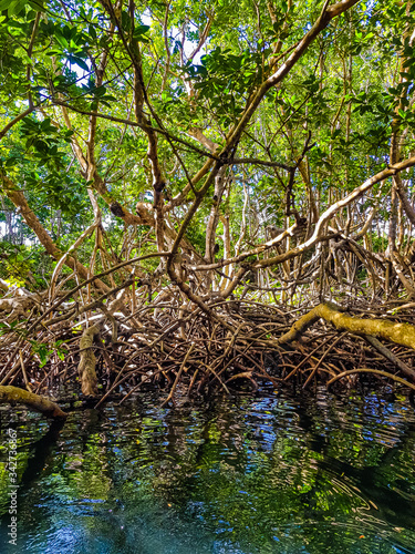 Mangrovenwald in der Karibik © LHJ PHOTO