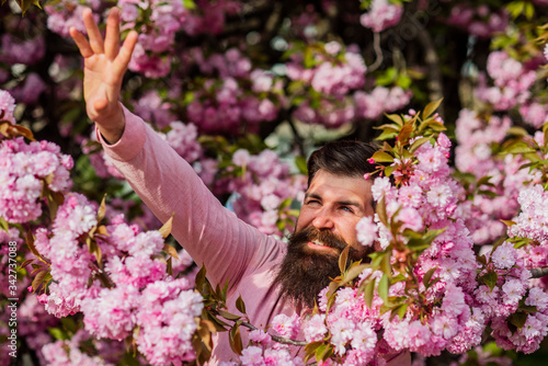 Hide from the sun. park with tourist man reaching sakura flowers under cherry blossom tree. Happy easter. brutal mature hipster in cherry bloom. bearded man enjoy sakura blossom. under the sunlight
