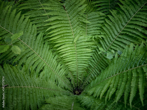 Top view of green fern plant in tropical forest