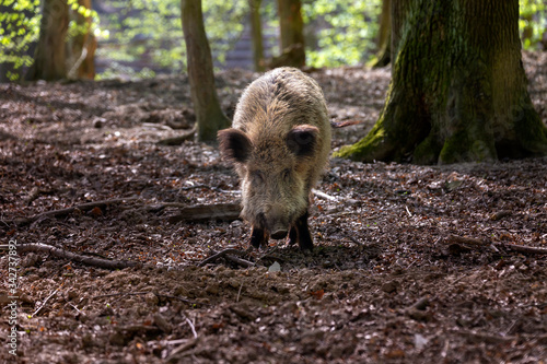 Wild boar - Sus scrofa - grazing in a deciduous forest with beautiful bokeh and light.