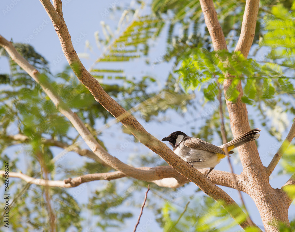 White cheeked bulbul on a thorny tree. White cheeked bulbul on a thorny tree.