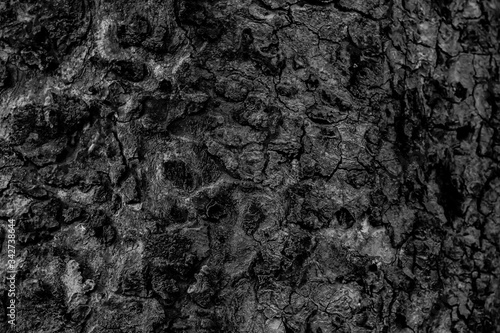 dynamic black-white texture on a tree bark macro close up. black-white concept