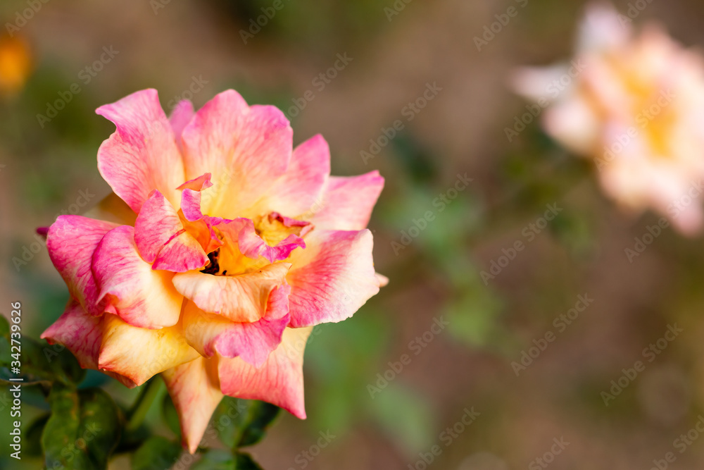 high angle close-up of beautiful rose in garden in one third frame. Beauty and flowers concept high angle close-up of beautiful rose in garden in one third frame. Beauty and flowers concept