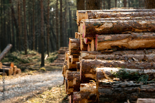 Fototapeta Naklejka Na Ścianę i Meble -  Deforestation - wood logs in daylight