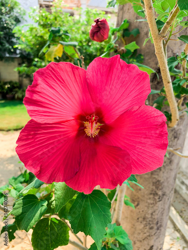 Red hibiscus flower on a green background