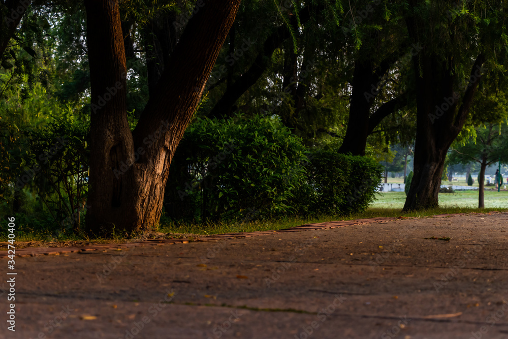 low angle photography of beautiful trees and waking road in a park under the sunlight. morning and sunrise concept low angle photography of beautiful trees and waking road in a park under the sunlight. morning and sunrise concept