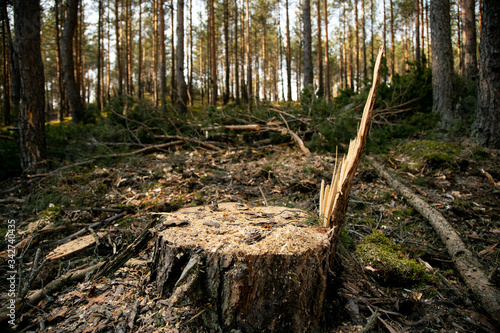 Deforestation - wood logs in daylight