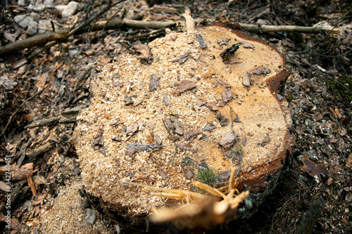 Deforestation - wood logs in daylight