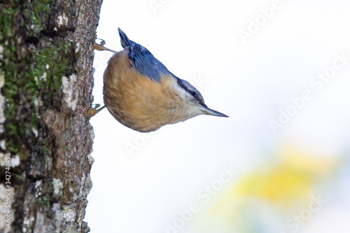 Trepador azul (Sitta europaea), posado sobre el tronco con fondo blanco.