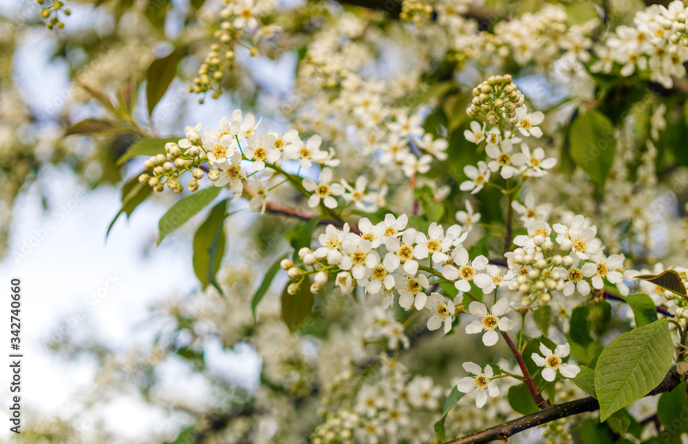 White flowers of bird cherry tree in spring White flowers of bird cherry tree in spring