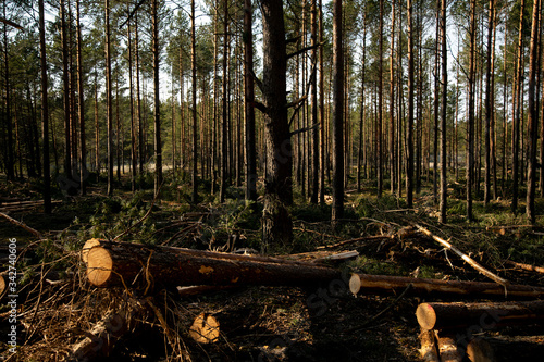 Deforestation - wood logs in daylight