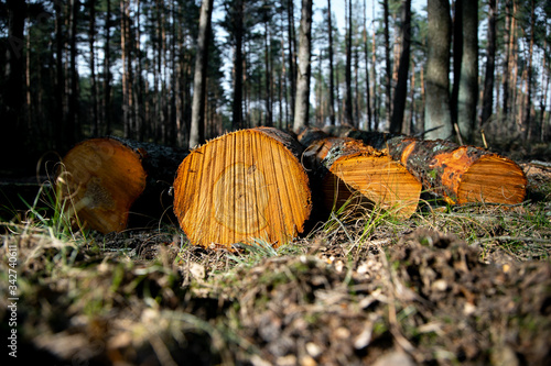 Deforestation - wood logs in daylight