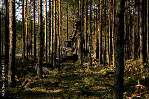 Deforestation - wood logs in daylight