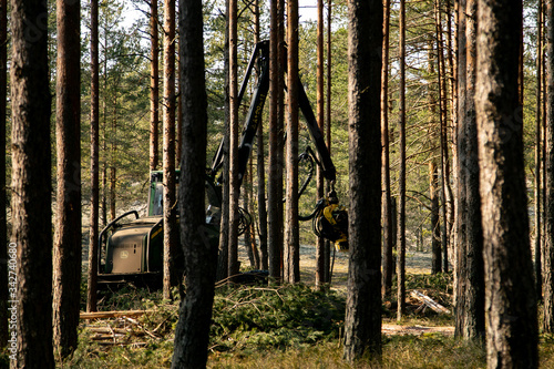 Deforestation - wood logs in daylight