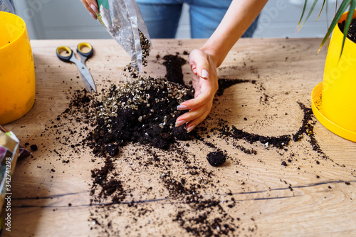 Close-up of the hands of a girl who is replanting her indoor flowers in the kitchen. Pouring special soil from the bag onto a wooden table, mixing it with fertilizer, and pouring mixture to the pot