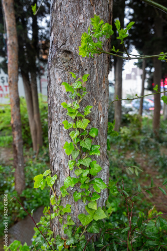 tree in the forest