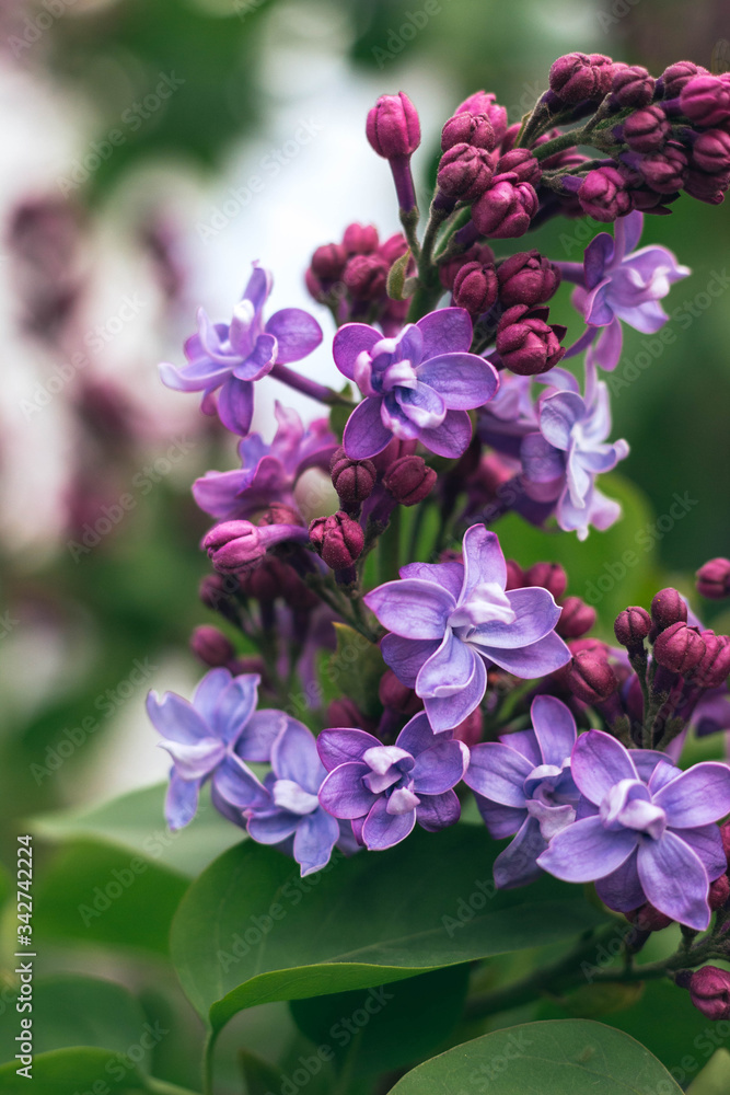 Fototapeta premium Lilac flowers on a branch on a green background in the garden in spring, Lilac blossom in the garden