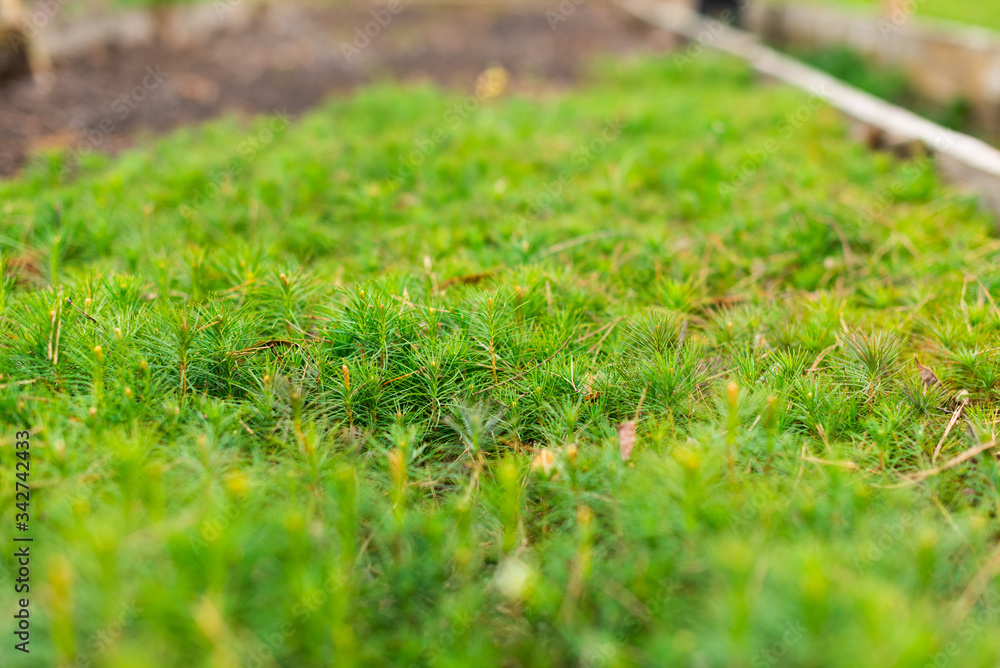 seedlings of small pine trees