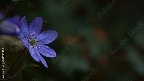 Fotografía Blue hepatica or liverleaf in the evening isolated on dark green background, Hep