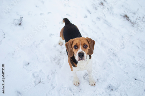 Dog breed Beagle sitting in snow on winter meadow