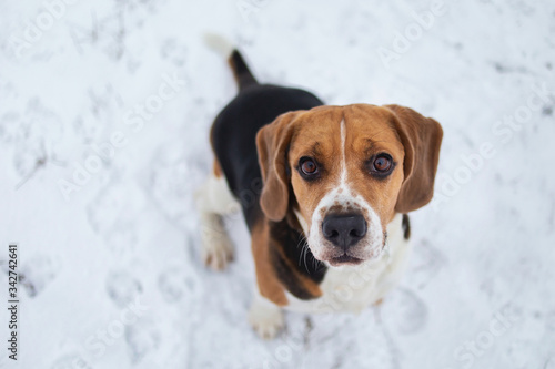 Dog breed Beagle sitting in snow on winter meadow