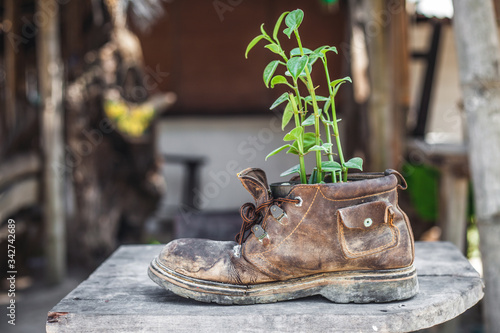 Plant growth in the old shoe on the backyard