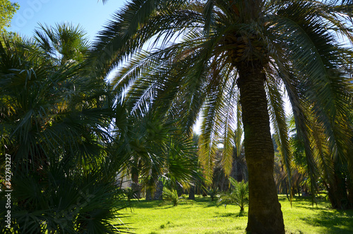 beautiful palm trees in a city park