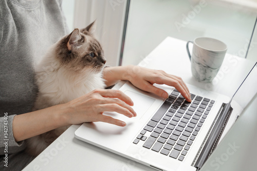 A young woman is working on a laptop at home near the window and her cat is sitting on her lap