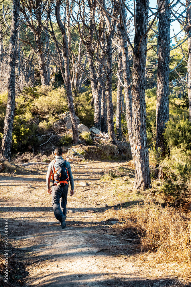 Obraz premium paths and forest elba island