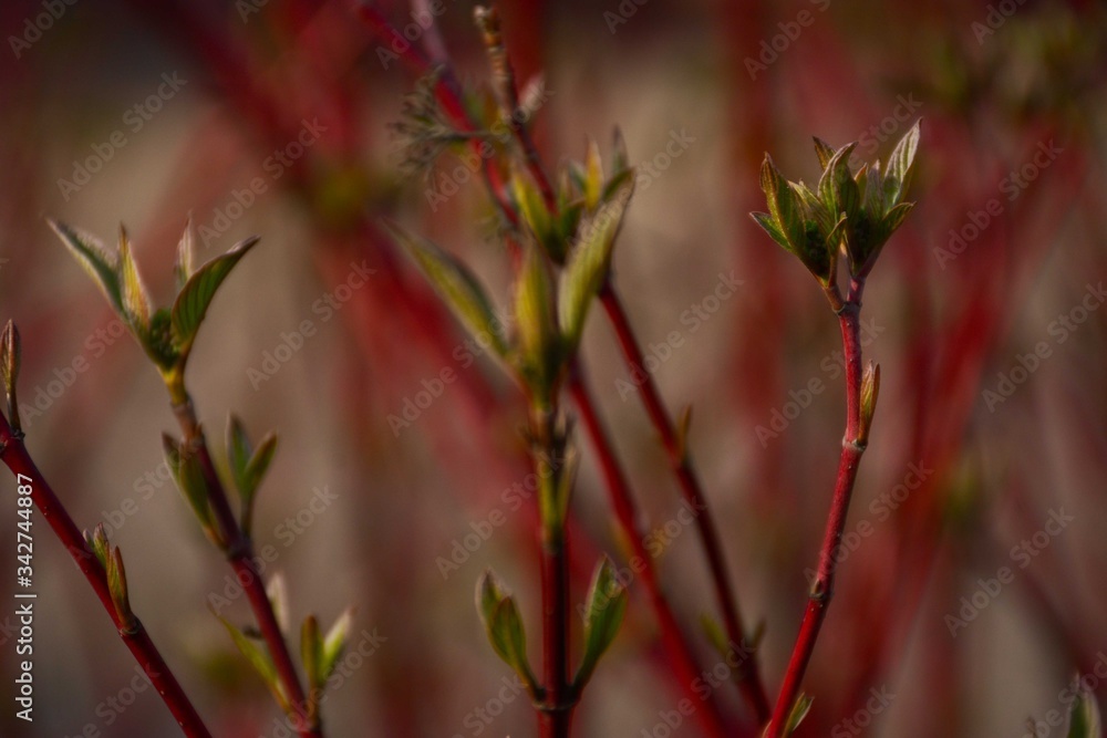 The first leaves on a сornus bush with red branches
