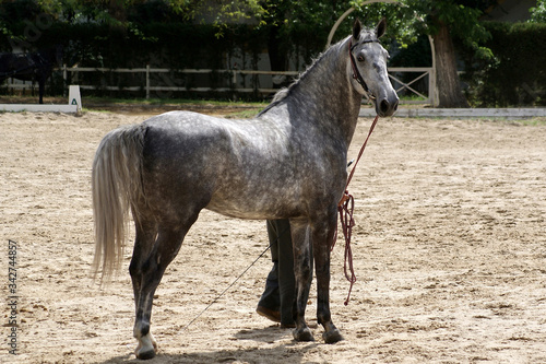 Training of a dapple grey horse to the rope on an outdoor arena