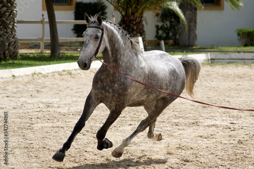 Training of a dapple grey horse to the rope on an outdoor arena