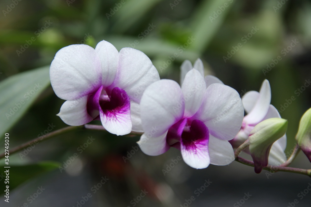White orchid flowers on branch and blur background.Center of flower is violet color. White orchid flowers on branch and blur background.Center of flower is violet color.