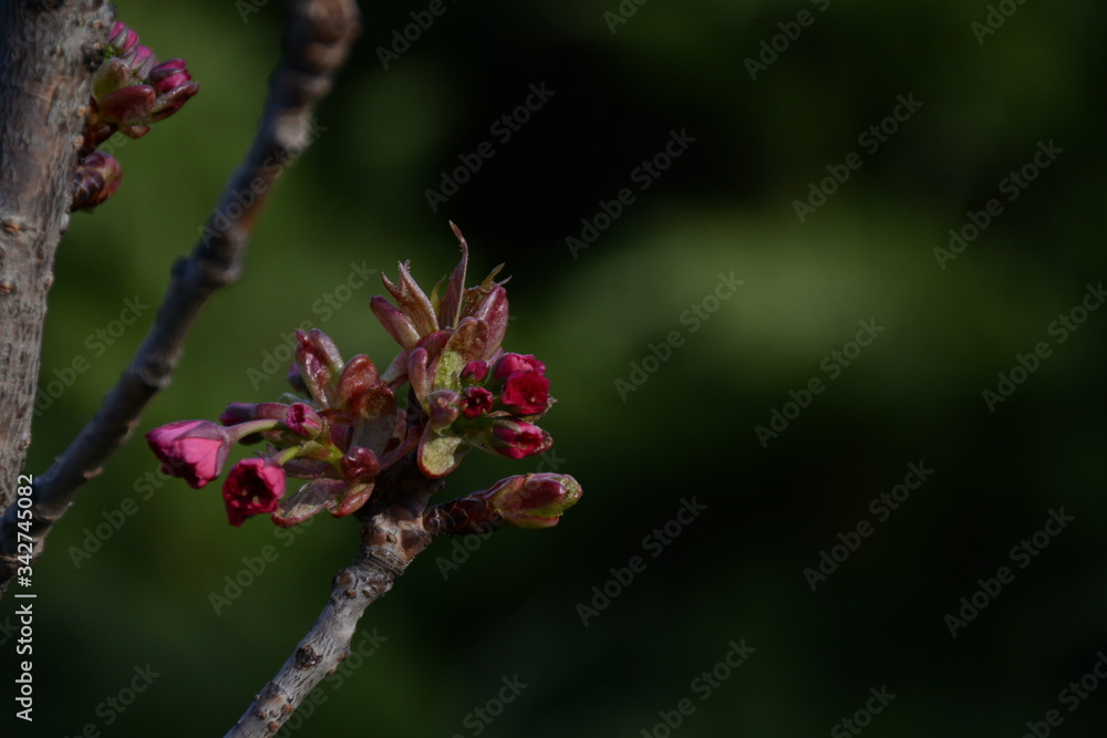 Branch with sakura buds on a blurred green background Branch with sakura buds on a blurred green background