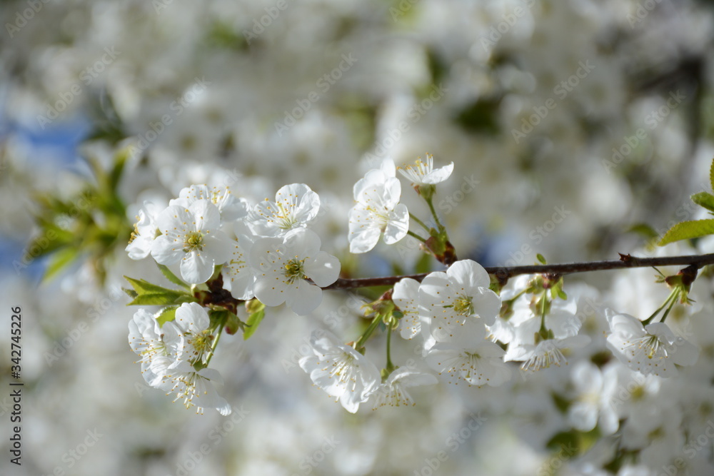A branch of a blossoming cherry close-up on a background of a blossoming tree