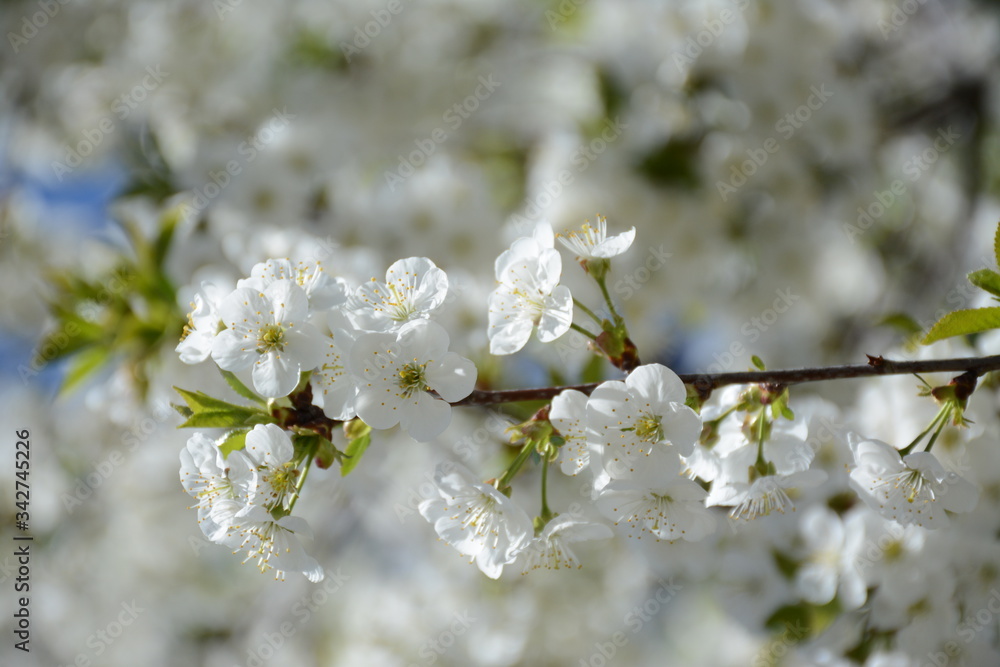 A branch of a blossoming cherry close-up on a background of a blossoming tree A branch of a blossoming cherry close-up on a background of a blossoming tree