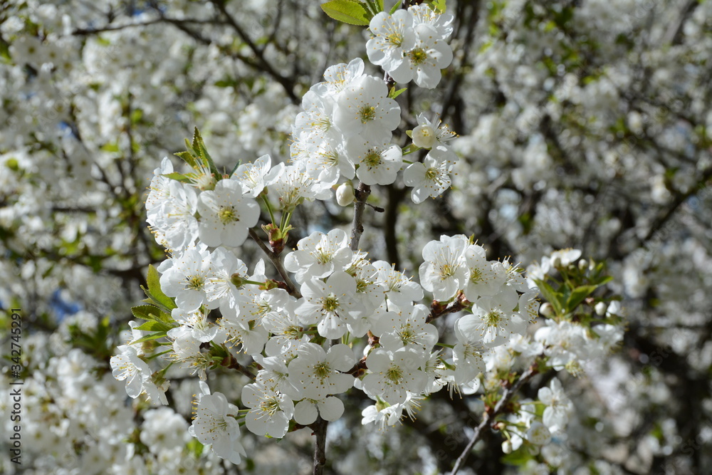 Large blooming white flowers cherry tree in spring