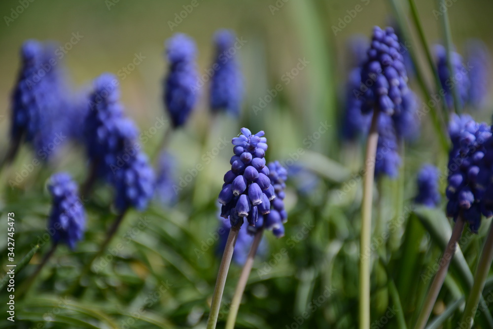 Beautiful violet mouse hyacinth grows in an open-air garden Beautiful violet mouse hyacinth grows in an open-air garden