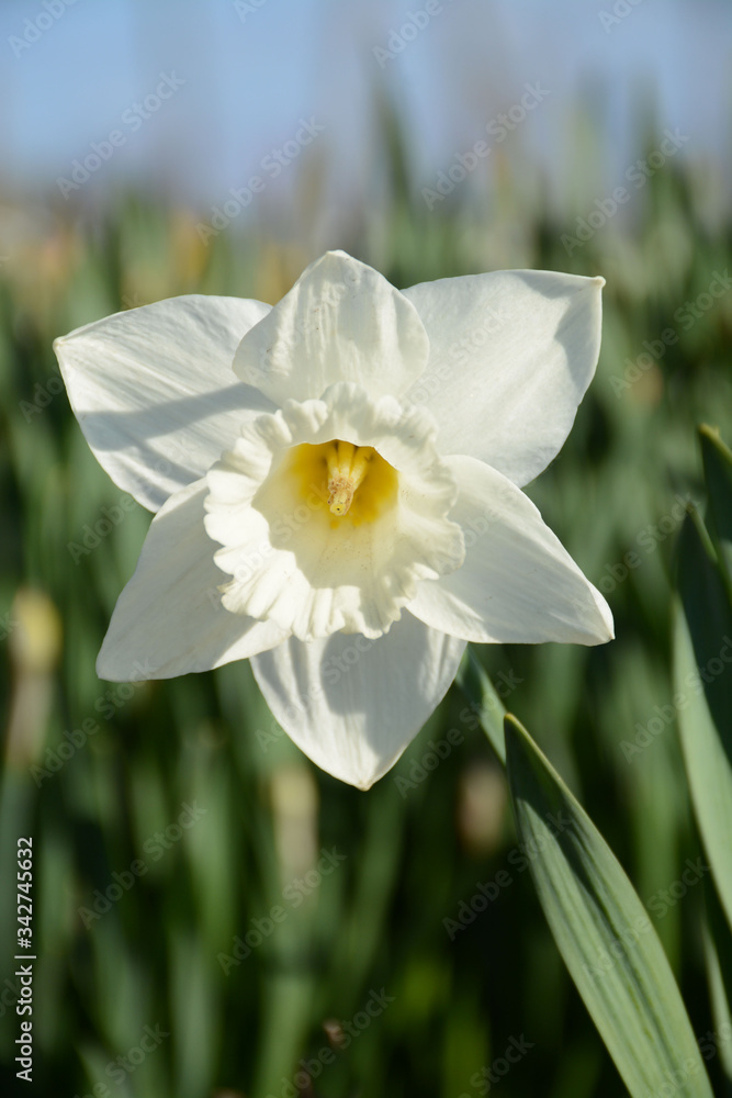 Fototapeta premium White tubular daffodil close-up outdoors